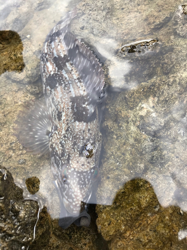 アイナメの釣果