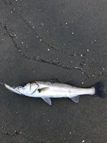 コチの釣果