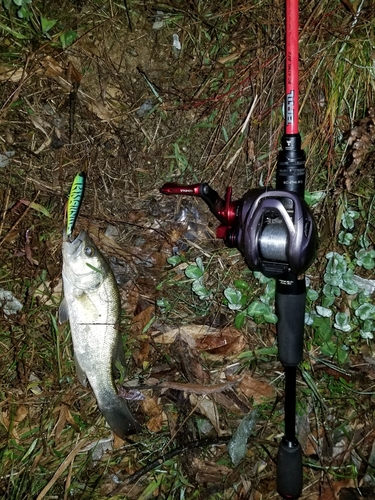 ラージマウスバスの釣果