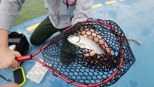 ニジマスの釣果