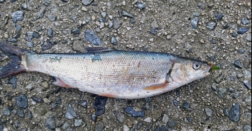 ウグイの釣果