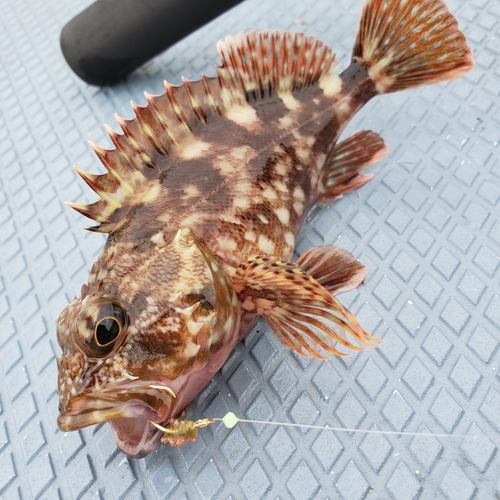 カサゴの釣果