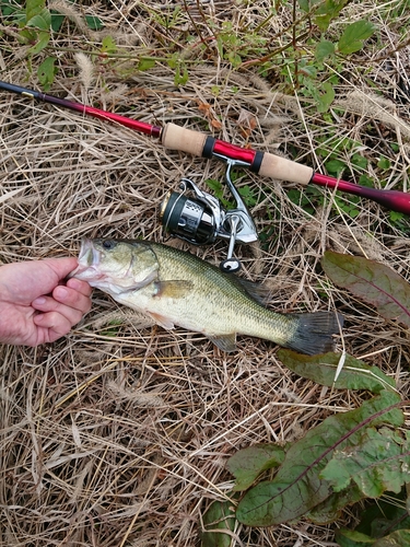 ラージマウスバスの釣果