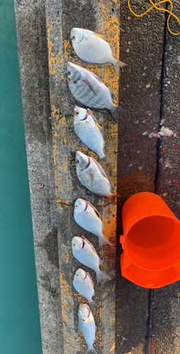 クロダイの釣果