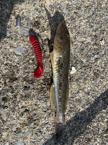 マハゼの釣果