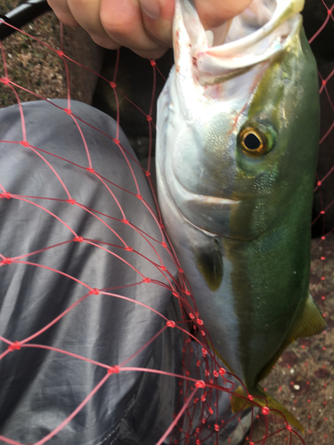 イナダの釣果