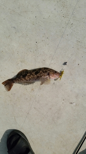 アイナメの釣果