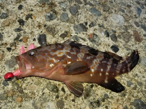 キジハタの釣果