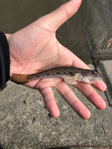 ハゼの釣果