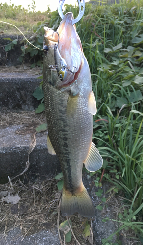 ブラックバスの釣果