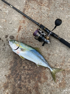 イナダの釣果