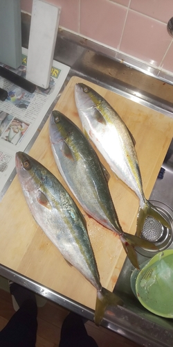 ツバスの釣果