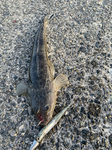 マゴチの釣果