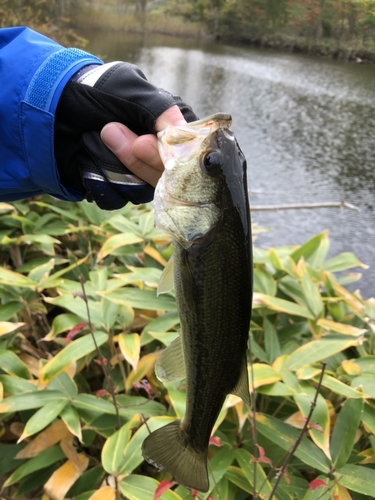 ラージマウスバスの釣果