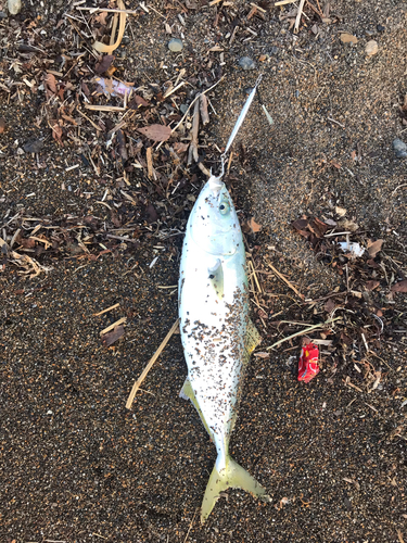 ワカシの釣果