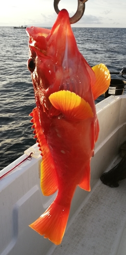 アカハタの釣果