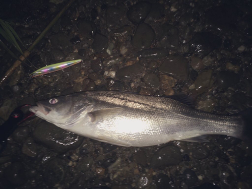 スズキの釣果