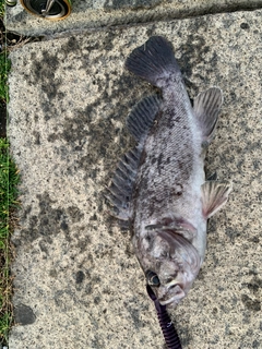 クロソイの釣果