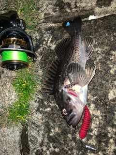 クロソイの釣果