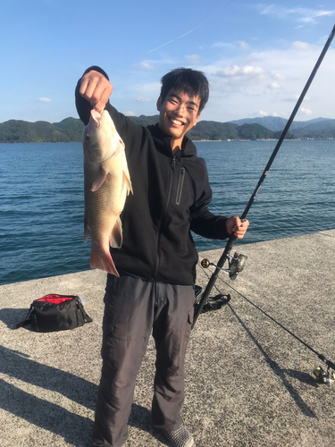 コブダイの釣果