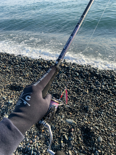 シロサバフグの釣果