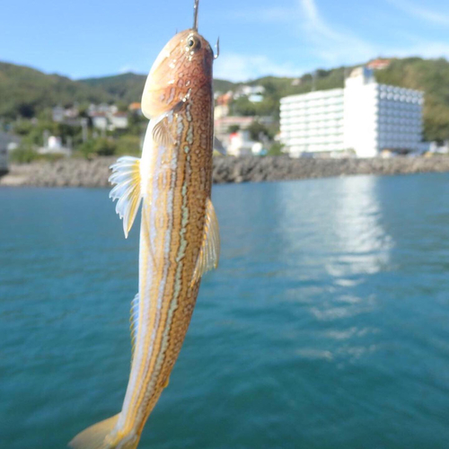 メゴチの釣果