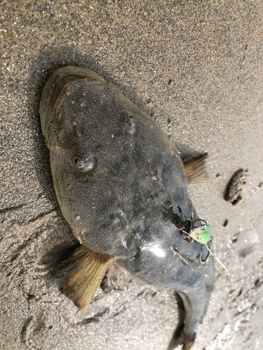 マゴチの釣果