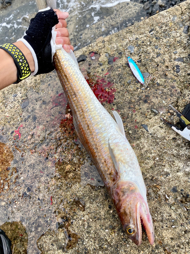 ワニエソの釣果