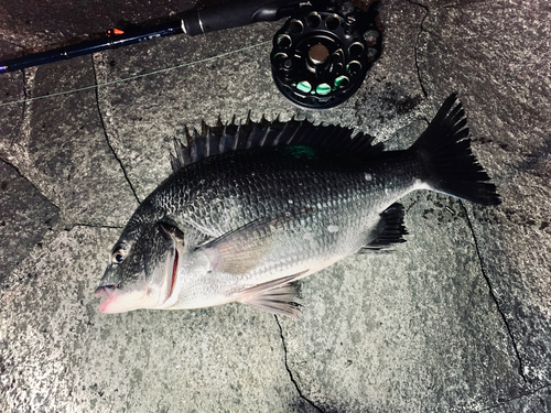 クロダイの釣果