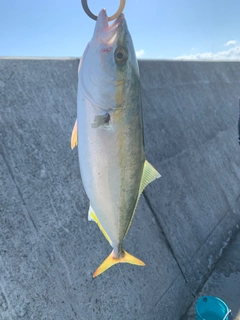 ツバスの釣果