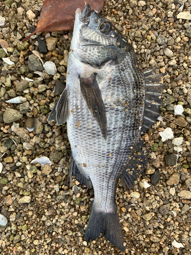 チヌの釣果