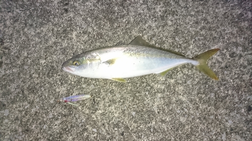 ツバスの釣果