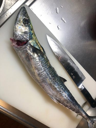 サゴシの釣果