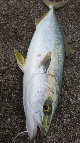 ツバスの釣果