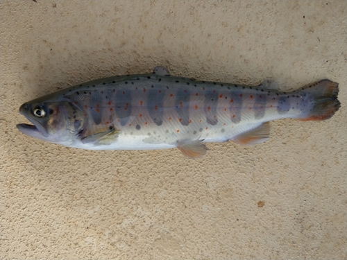 アマゴの釣果