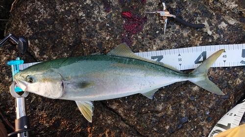 イナダの釣果