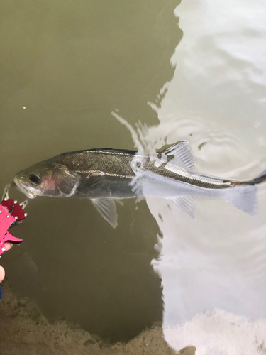 スズキの釣果