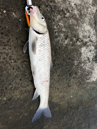 コイの釣果