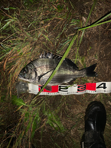 チヌの釣果