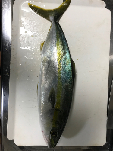 イナダの釣果