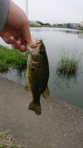 釣果