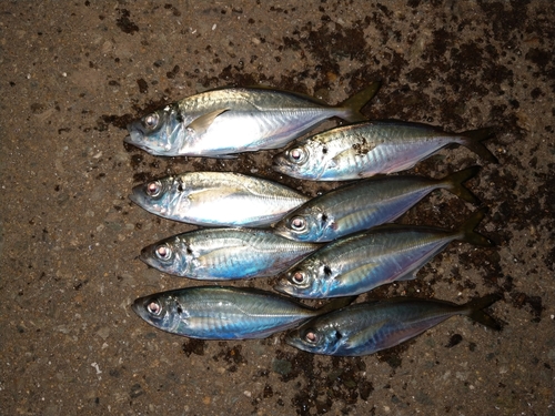 アジの釣果