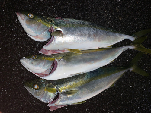 イナダの釣果