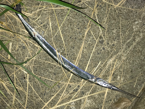 ダツの釣果