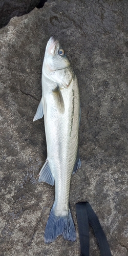 フッコ（マルスズキ）の釣果