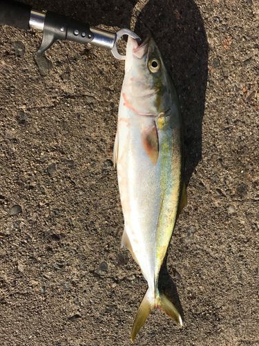 ツバスの釣果