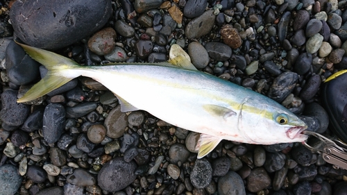 イナダの釣果