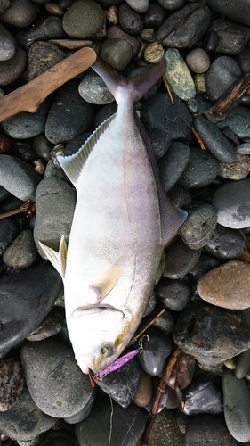 カンパチの釣果