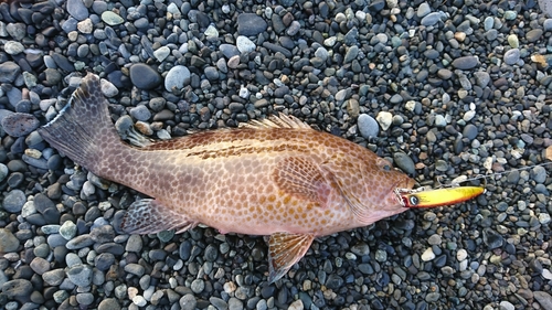 オオモンハタの釣果