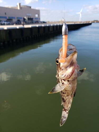 クロソイの釣果